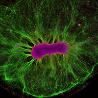 view Brain Organoid.