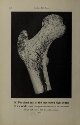 Hand atlas of human anatomy / by Werner Spalteholz. | Wellcome