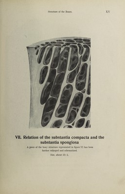 Hand atlas of human anatomy / by Werner Spalteholz. | Wellcome