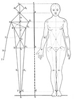 view M0000427: Anatomy: human proportions: female