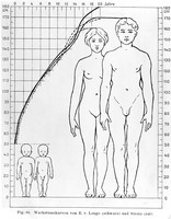 view M0000425: Anatomical chart showing male and female proportions.