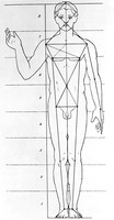 view M0000426: Male anatomical figure, showing proportions.