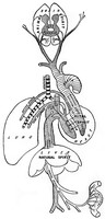 view M0000376: Galen's "Physiological system", from Singer: <i>The evolution of anatomy</i>