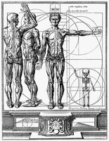 view M0000416: Osteologic plate: male figure with proportions, from Choulant: <i>History and bibliography of anatomic illustration</i>