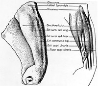 view M0000373: Diagram of the forearm muscles, from Singer: <i>The evolution of anatomy</i>