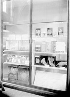 view M0000865: Showcase of whale and seabed specimens