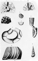 view M0001213: illustrations regarding the commensalism of the coral Pleurodictyium and the worm innexus