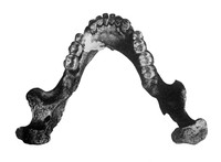 view M0001131: Krapina lower jaw