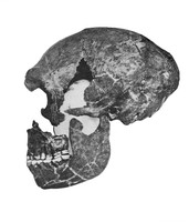 view M0001125: Partially reconstructed La Quina skull