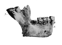 view M0001133: Lower jaw from the Krapina Neanderthal Site