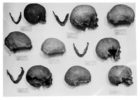 view M0001196: Display of casts of skulls and bones