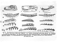 view M0001159: Ten structural stages in the evolution of the human dentition from ascending geological horizons.