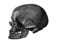 view M0001124: Profile of the skull of the Old man of Cro-Magnon