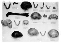 view M0001195: Display of casts of skulls and bones