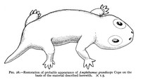 view M0001203: Illustration of <i>Amphibamus grandiceps</i>