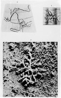 view M0001216: illustrations of <i>Clionolithes radicans</i>