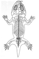 view M0001204: Diagram of the body outline and skeleton of <i>Amphibamus Grandiceps</i>