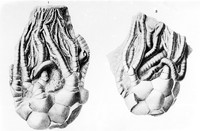 view M0001223: two illustrations of fossils