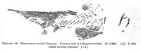 view M0001211: Posterior half of well preserved fish <i>Phanerosteon mirabile</i>