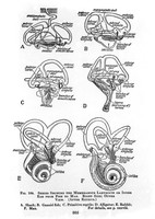 view M0001161: Series showing the membranous labyrinth or inner ear from fish to man.