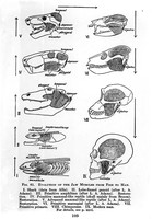 view M0001158: The evolution of jaw muscles from fish to men.