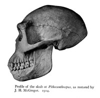 view M0001127: Profile of skull of Pithecanthropus erectus