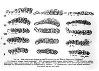 view M0001160: Ten structural stages in the evolution of the human dentition from ascending geological horizons.