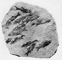 view M0001222: fish fossils in stone