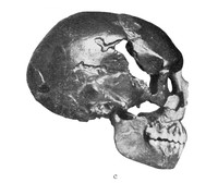 view M0001145: Skull, right profile.