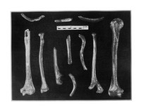 view M0001132: Bones from the upper limbs and thorax of the Neanderthal Skeleton