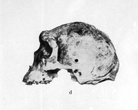 view M0001143: Rhodesian Man skull, left profile.