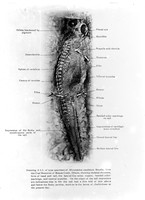 view M0001209: Drawing of type specimen of <i>Micrerpeton caudatum</i>