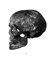 view M0001144: Skull, left profile.