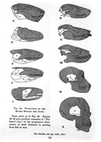 view M0001156: The evolution of the bones behind the jaws.