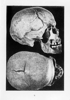 view M0001149: Two skulls: right profile and plan views.