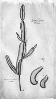 view M0001394: Botanical illustration of Quina Quina Prima, 1742