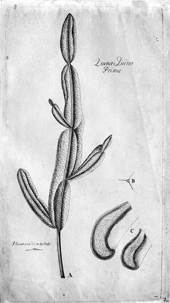 M0001394: Botanical illustration of Quina Quina Prima, 1742