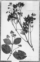 view M0001599: Photograph of a mounted plant specimen of Cinchona nitida from Neddivattan, India