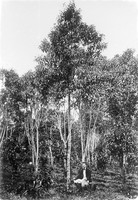 view M0001457: Photograph of a man seated underneath a Cinchona succirubra tree