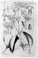 view M0001451: Reproduction of a botanical illustration with handwritten caption "Cinchona officinalis"