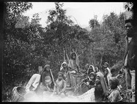 view M0001626: Photograph of a group of plantation workers collecting Cinchona bark on Munsong plantation, India