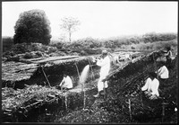 view M0001608: Photograph of plantation workers tending to the young Cinchona plants in nurseries