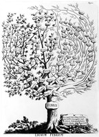 view M0001682: Illustration of lignum febrium or tree of fevers