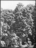 view M0001628: Photograph of a plantation worker standing in front of Cinchona succirubra trees on Munsong plantation, India