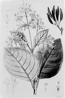 view M0001453: Reproduction of a botanitcal illustration of Cinchona succirubra, Pavon