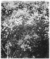 view M0001604: Photograph of Cinchona ledgeriana in blossom