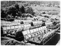 view M0001613: Photograph depicting the view across a cinchona plantation with workers drying cinchona bark in the sun in the foreground