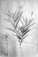 view M0001403: Botanical illustration of Cinchona longiflora