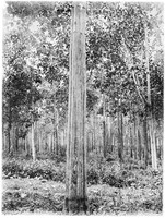 view M0001567: Photograph of Cinchona succirubra in Java illustrating bark being peeled off in strips to aid its renewal