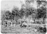 view M0001558: Photograph of plantation workers on a Cinchona plantation, Kinatuin, in Lembang